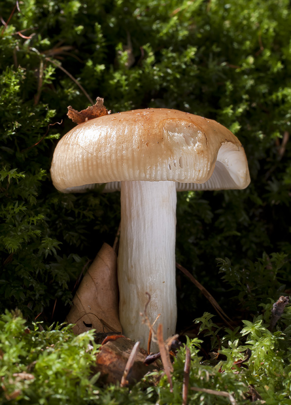 Russula laurocerasi